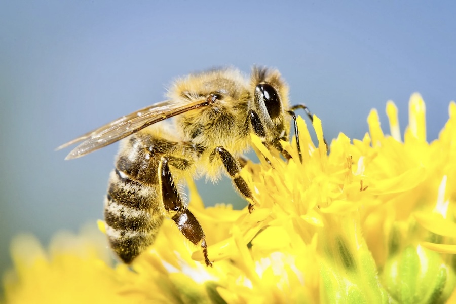 abeille en Thaïlande