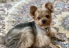 THAÏLANDE – INDUSTRIE : Betagro mise sur l’humanisation des animaux de compagnie chien animaux de compagnie