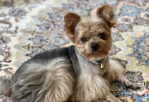 chien animaux de compagnie