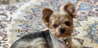 chien animaux de compagnie
