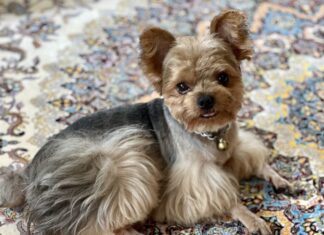 chien animaux de compagnie
