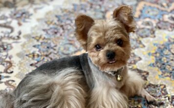 THAÏLANDE – INDUSTRIE : Betagro mise sur l’humanisation des animaux de compagnie chien animaux de compagnie