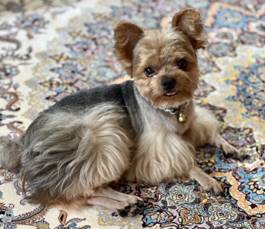 chien animaux de compagnie