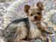 THAÏLANDE – INDUSTRIE : Betagro mise sur l’humanisation des animaux de compagnie chien animaux de compagnie