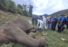 éléphant criblé de balles