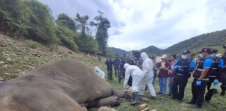 éléphant criblé de balles