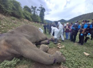 éléphant criblé de balles