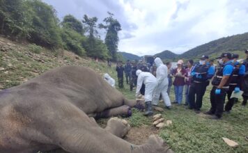 éléphant criblé de balles
