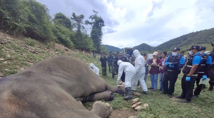 éléphant criblé de balles