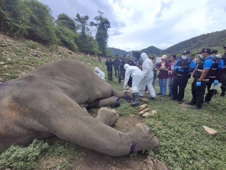 THAÏLANDE – SOCIÉTÉ : Un éléphant sauvage meurt des suites de blessures par balle à Kui Buri