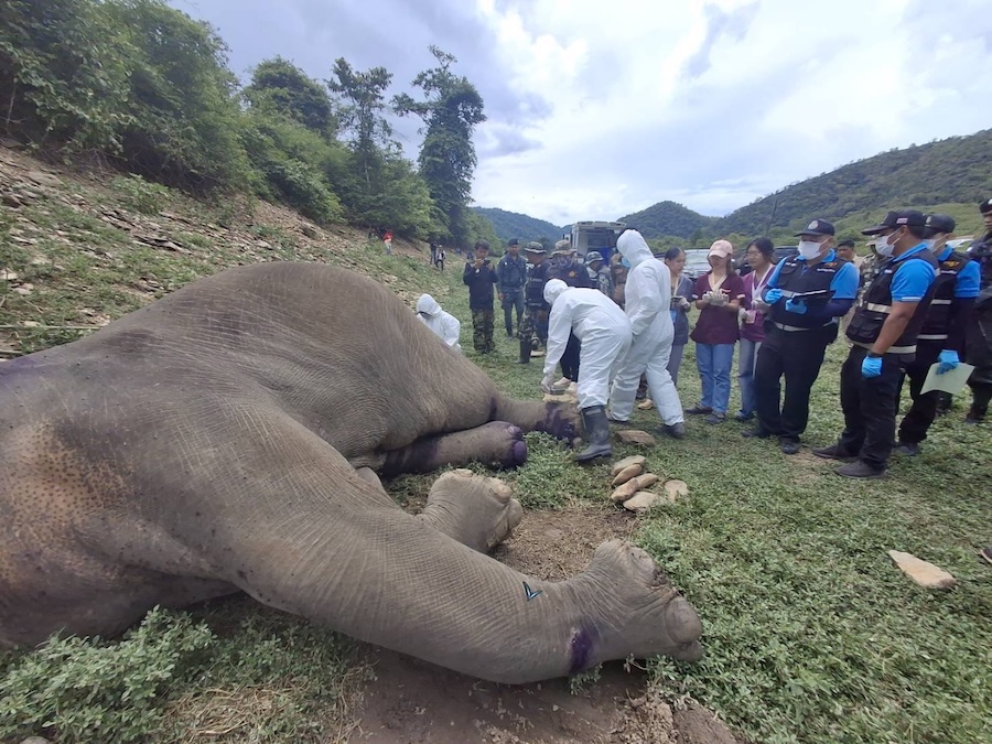 éléphant criblé de balles