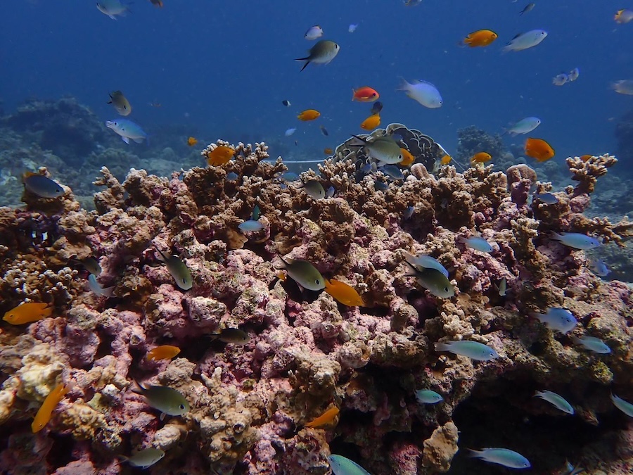 iles Similan corail