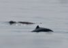 THAÏLANDE – ENVIRONNEMENT : Alerte rouge pour les dauphins de l’Irrawaddy Dauphins Irrawaddy