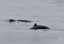 Dauphins Irrawaddy