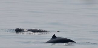 Dauphins Irrawaddy