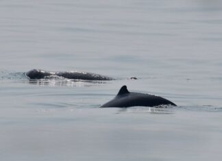 Dauphins Irrawaddy