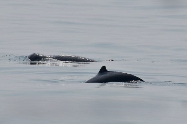 Dauphins Irrawaddy