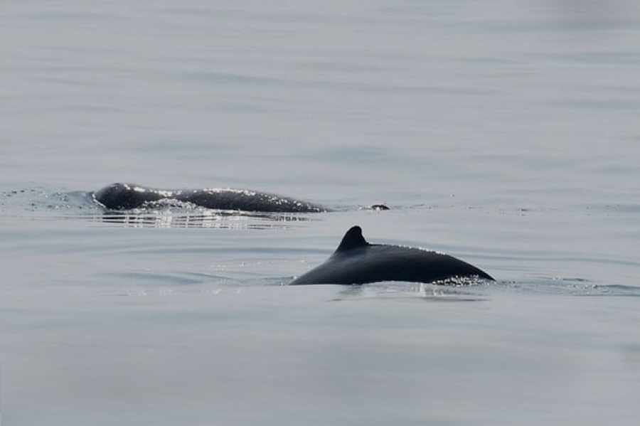 Dauphins Irrawaddy