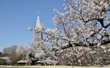JAPON – FRANCE : Le carnet de voyage japonais de notre collaborateur Yves Carmona Shinjuku Gyoen