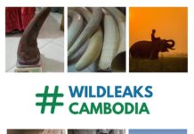 Wildleaks au Cambodge