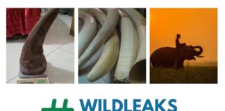 Wildleaks au Cambodge