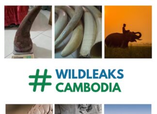 Wildleaks au Cambodge