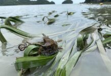 océan environnement Thaïlande