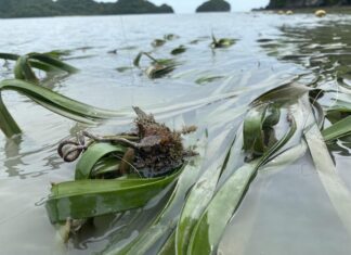 océan environnement Thaïlande