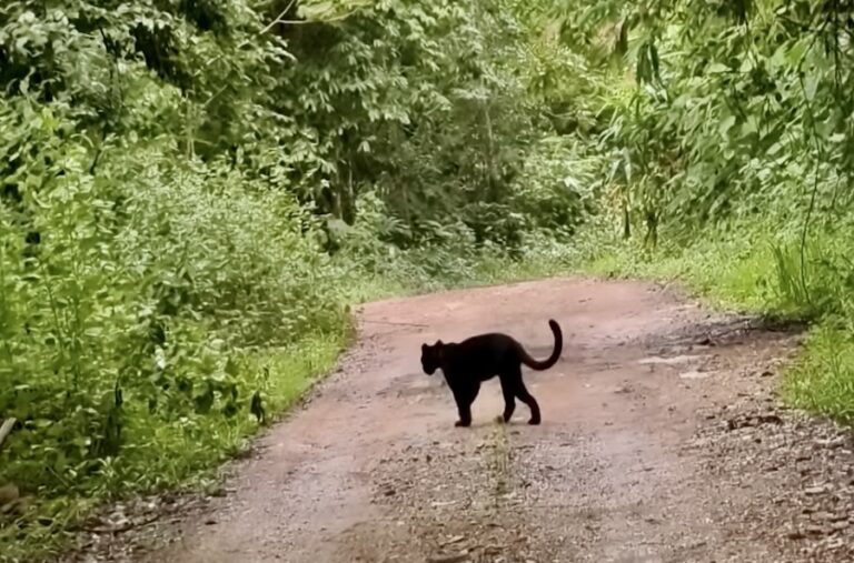 THAÏLANDE – SOCIÉTÉ : Une panthère noire traverse la route de Kaeng Krachan