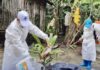 H5N1 Cambode