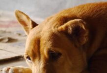 chien Ban Obun