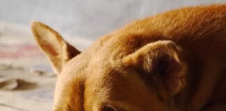 chien Ban Obun