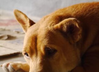 chien Ban Obun