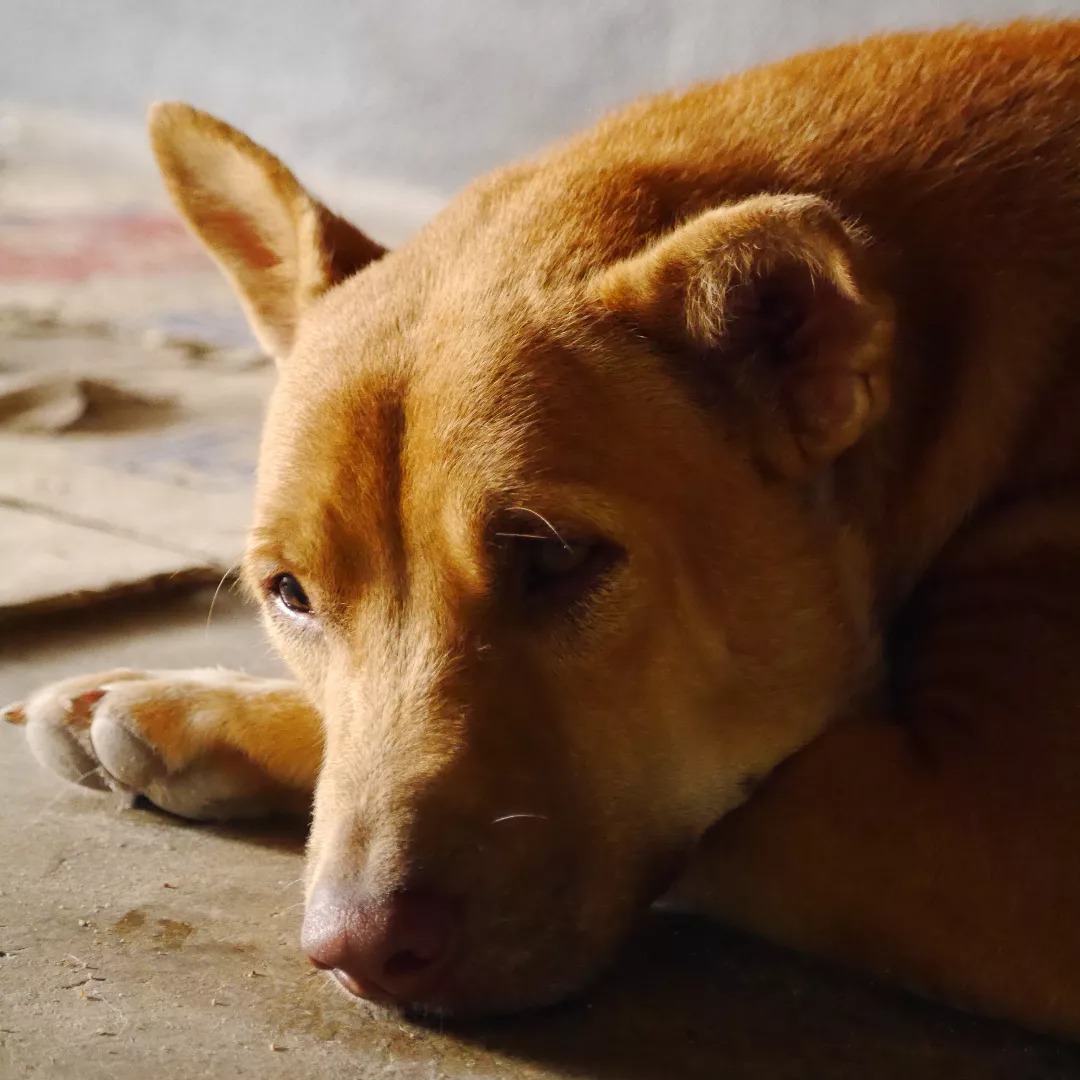 chien Ban Obun