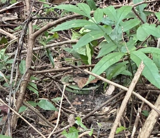 THAÏLANDE – CAMBODGE : Bangkok remet en cause l’accord de paix Mine antipersonnel