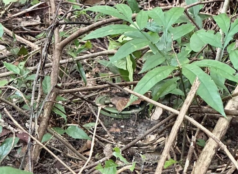 THAÏLANDE – CAMBODGE : Bangkok remet en cause l’accord de paix