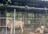 THAÏLANDE – SOCIÉTÉ : Un soigneur de zoo tué par des lions Lions cage Safari Park