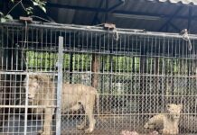 Lions cage Safari Park