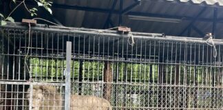 Lions cage Safari Park