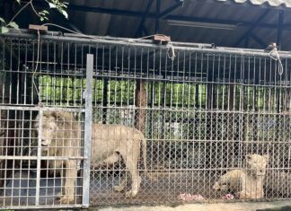 Lions cage Safari Park