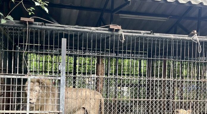 THAÏLANDE – SOCIÉTÉ : Un soigneur de zoo tué par des lions Lions cage Safari Park