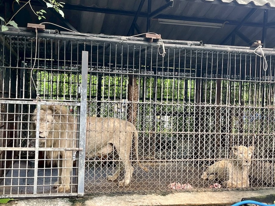 Lions cage Safari Park