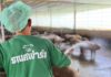 THAÏLANDE – ÉCONOMIE : Les éleveurs de porcs lancent l’initiative « Roast Pig » pour enrayer la surproduction élevage de porcs en Thaïlande