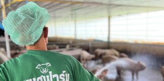 élevage de porcs en Thaïlande