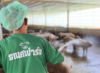 élevage de porcs en Thaïlande