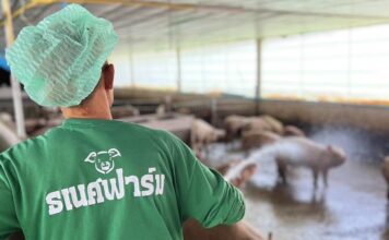 élevage de porcs en Thaïlande