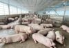 THAÏLANDE – ÉCONOMIE : Poulet et porc, les marges des éleveurs thaïlandais s’améliorent