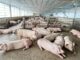 THAÏLANDE – ÉCONOMIE : Poulet et porc, les marges des éleveurs thaïlandais s’améliorent