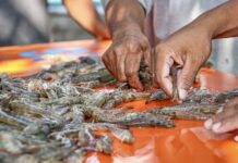 Indonésie crevettes