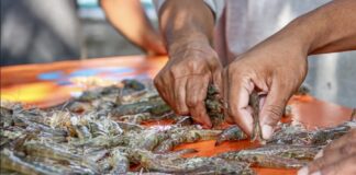 Indonésie crevettes